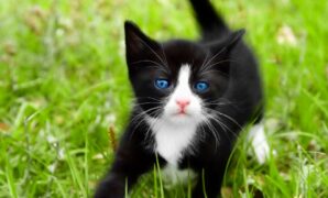 Rüyada Siyah Beyaz Kedi Görmek